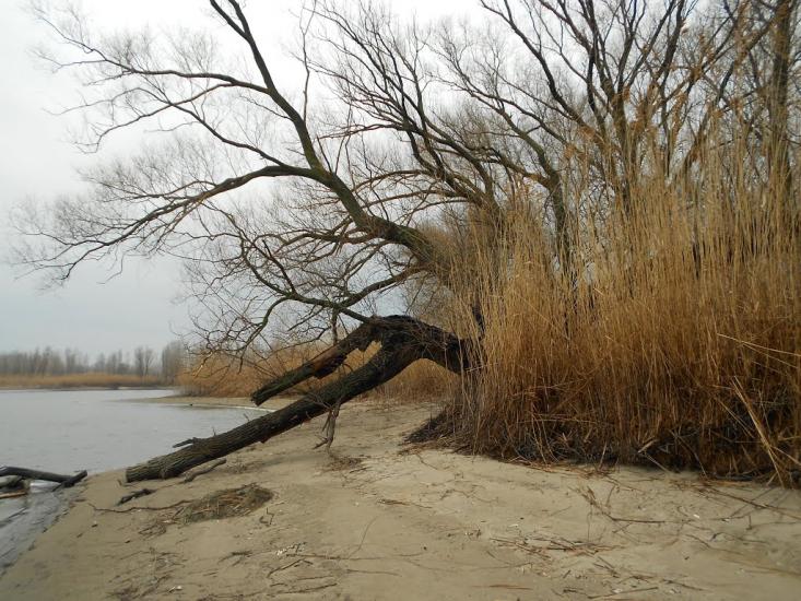 Леськи з panoramio.com - Леськи
