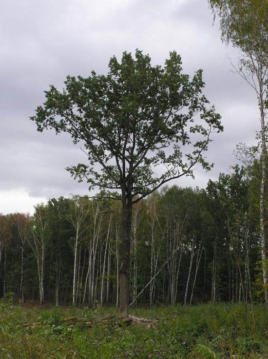 Горщик з panoramio.com - Горщик