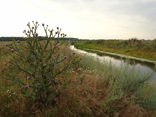 Волошинівка з panoramio.com - Волошинівка