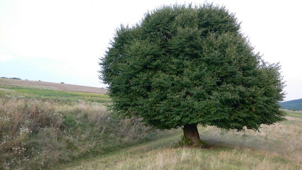 Монастириська з panoramio.com - Монастыриска