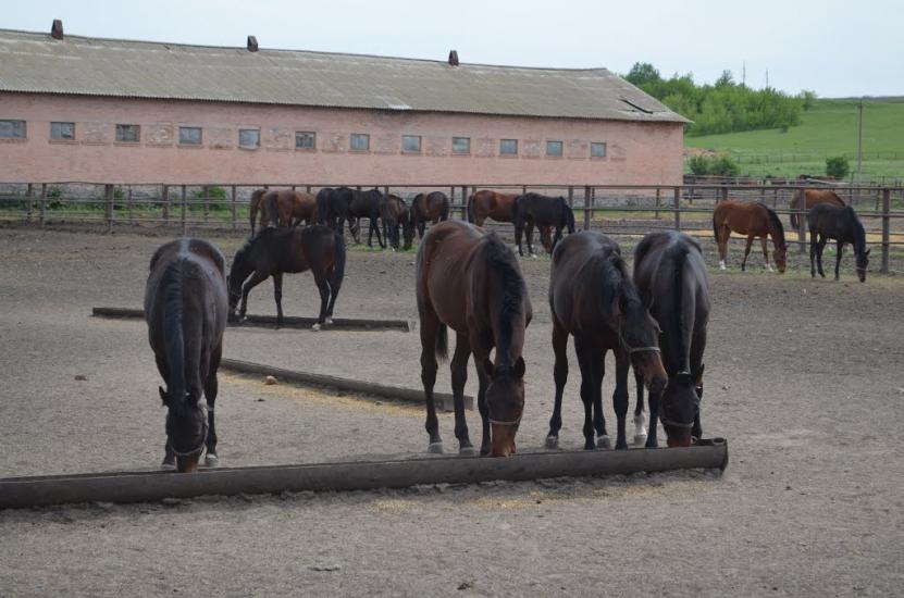 Лікарівка з panoramio.com - Лікарівка