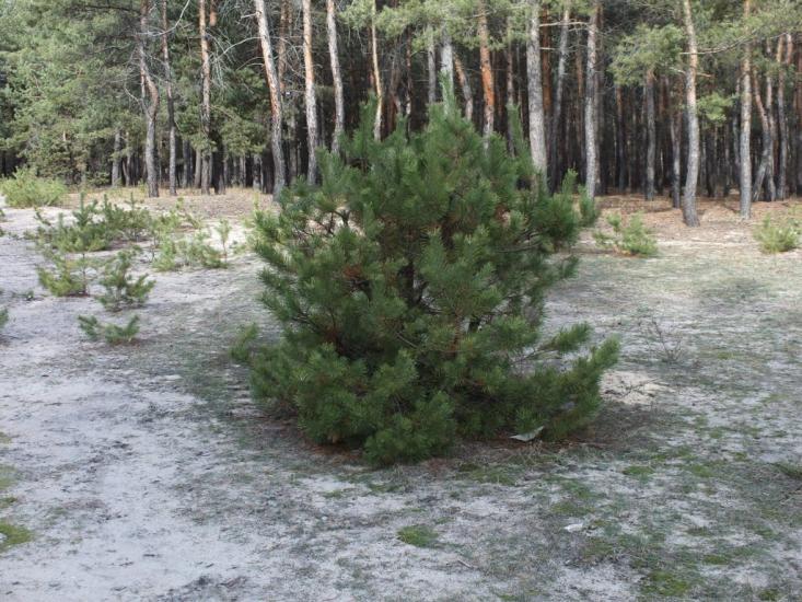 Красний Лиман з panoramio.com - Krasny Lyman