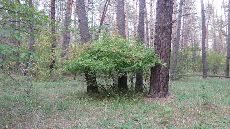Задонецьке з panoramio.com - Zadonetske