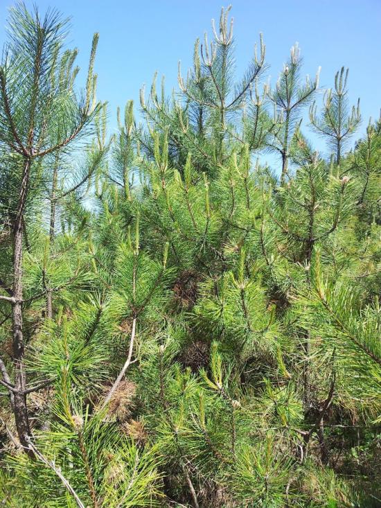 Строгонівка з panoramio.com - Строгонівка