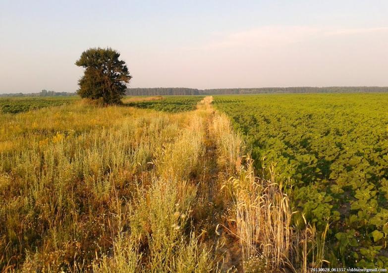 Бурківка з panoramio.com - Burkivka