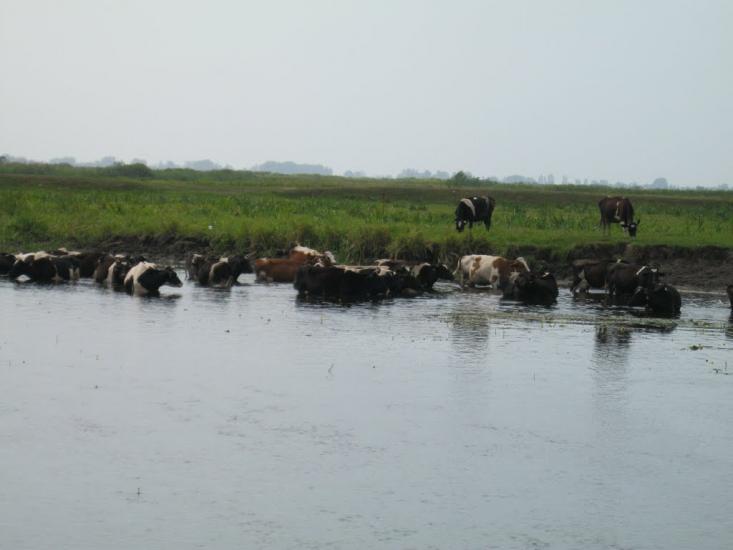 Черче з panoramio.com - Черче