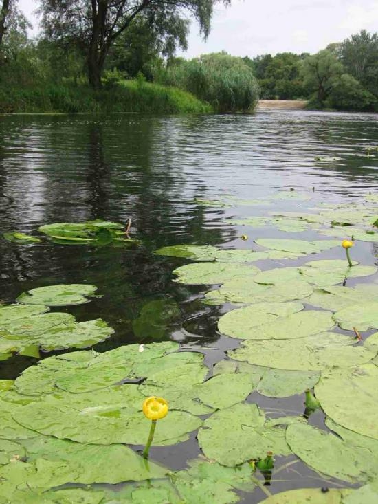 Черкаський Бишкин з panoramio.com - Черкаський Бишкин
