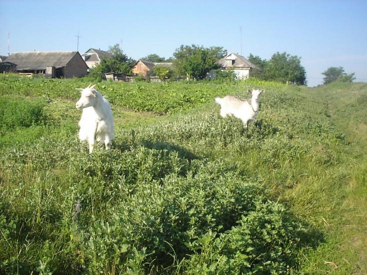 Надлак з panoramio.com - Надлак