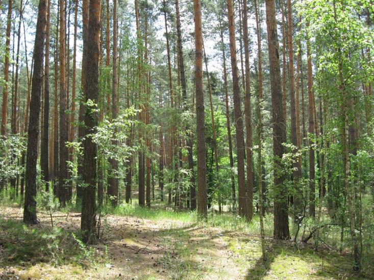 Кролевець з panoramio.com - Кролевец