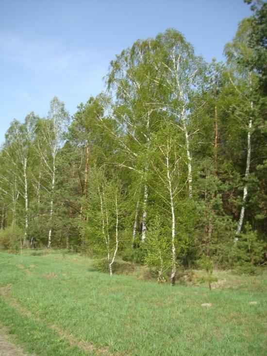 Вівчицьк з panoramio.com - Vivchytsk