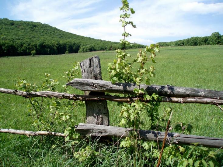 Кринцілів з panoramio.com - Кринцілів