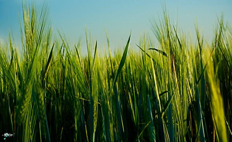 Молодіжне з panoramio.com - Молодіжне