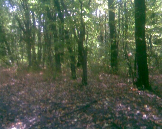 Сухоліси з panoramio.com - Sukholisy