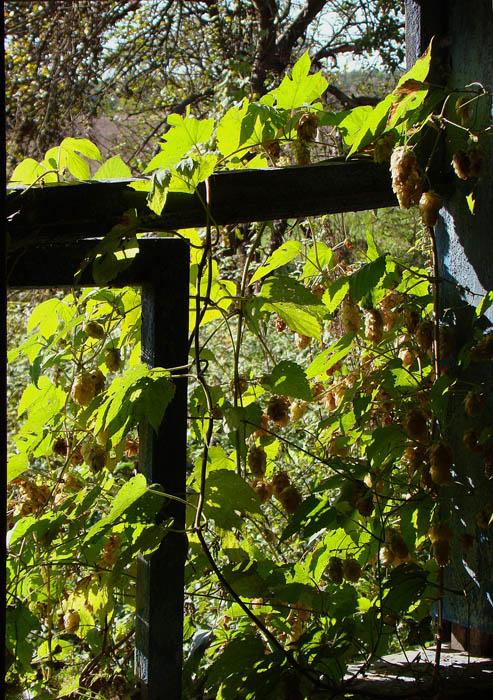 Яромель з panoramio.com - Яромель