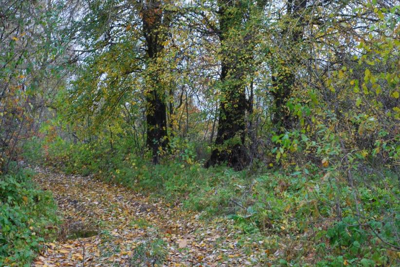 Остапівка з panoramio.com - Остаповка