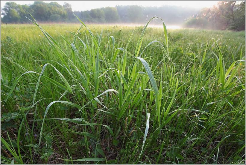 Коропове з panoramio.com - Коропово