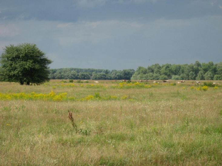 Брусилів з panoramio.com - Брусилов