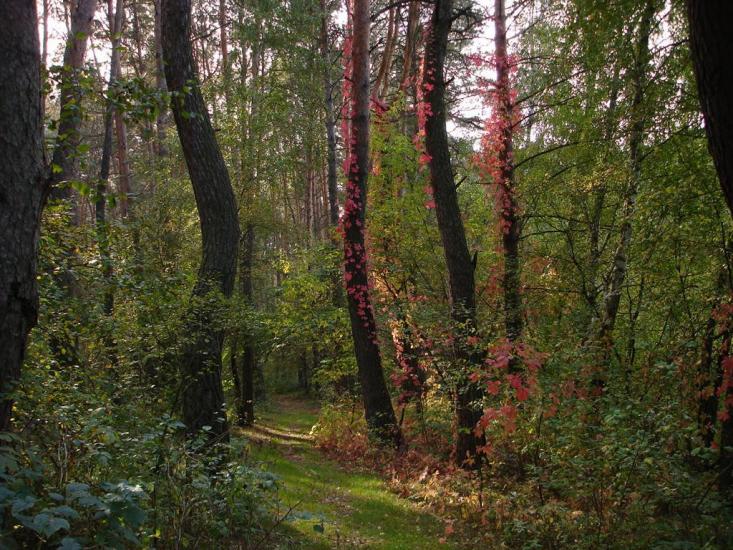 Чорногородка з panoramio.com - Черногородка