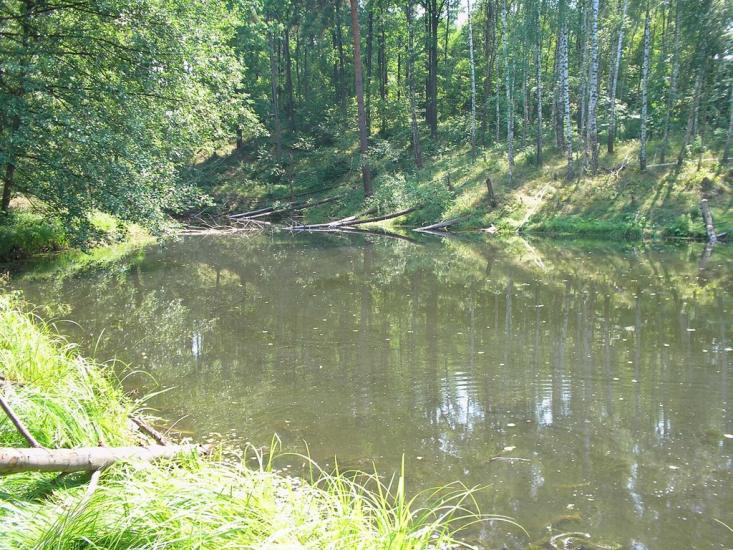 Кулики з panoramio.com - Кулики