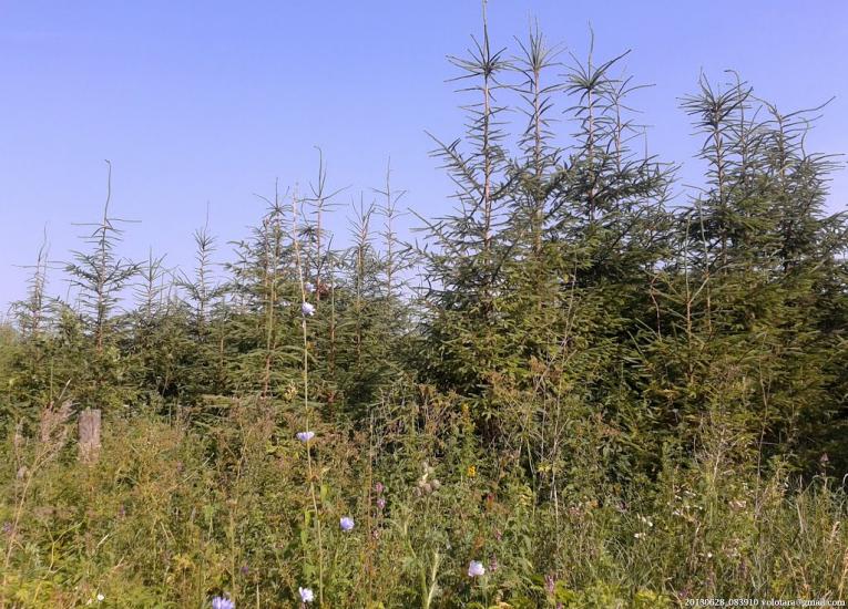 Переяслівка з panoramio.com - Переяслівка