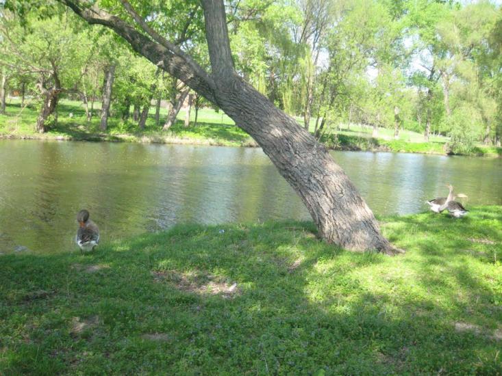 Онуфріївка з panoramio.com - Онуфріївка