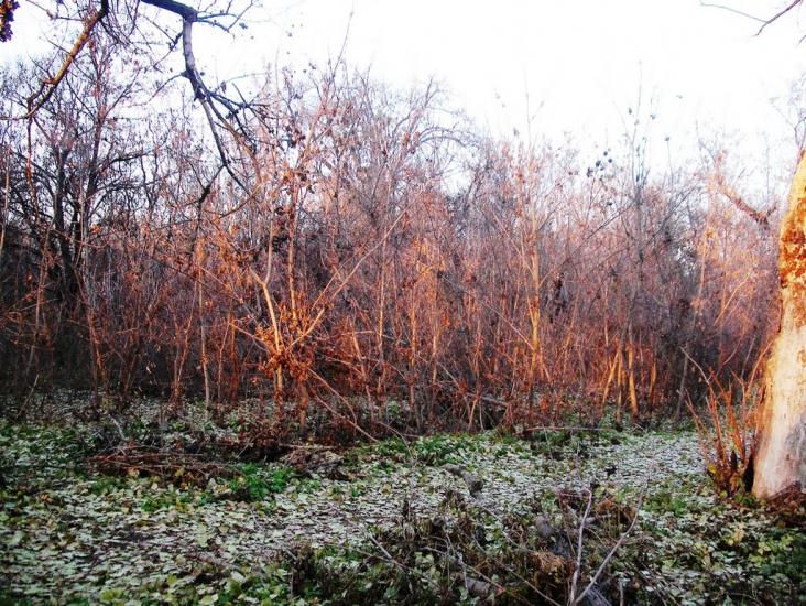 Селезнівка з panoramio.com - Селезневка