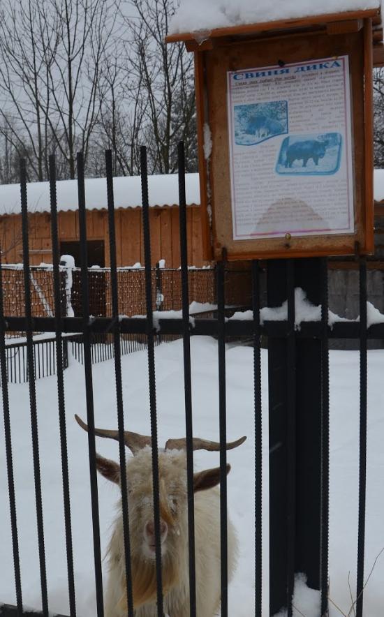 Берегомет з panoramio.com - Берегомет