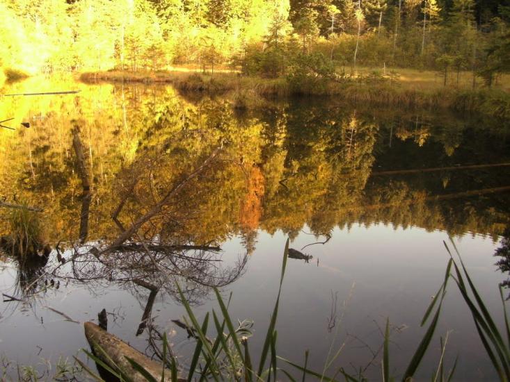 Кам'янка з panoramio.com - Каменка