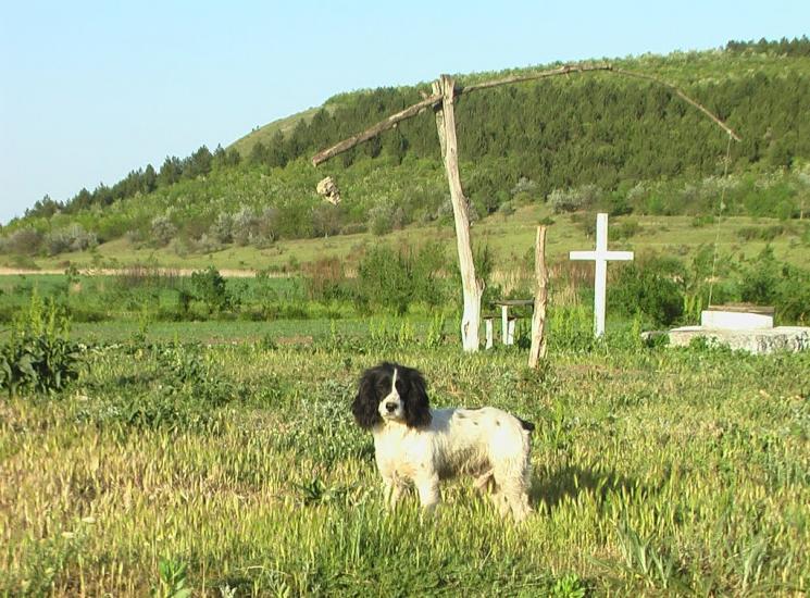 Дубове з panoramio.com - Дубове