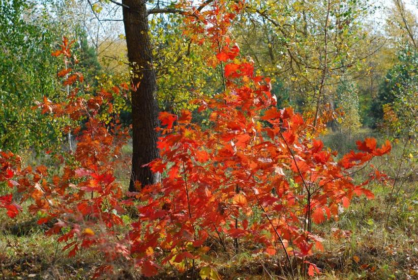 Макошине з panoramio.com - Макошино