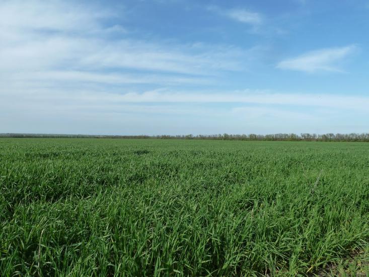 Володимирівка з panoramio.com - Volodymyrivka