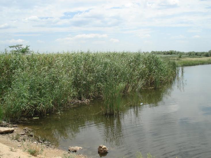 Новотимофіївка з panoramio.com - Новотимофіївка