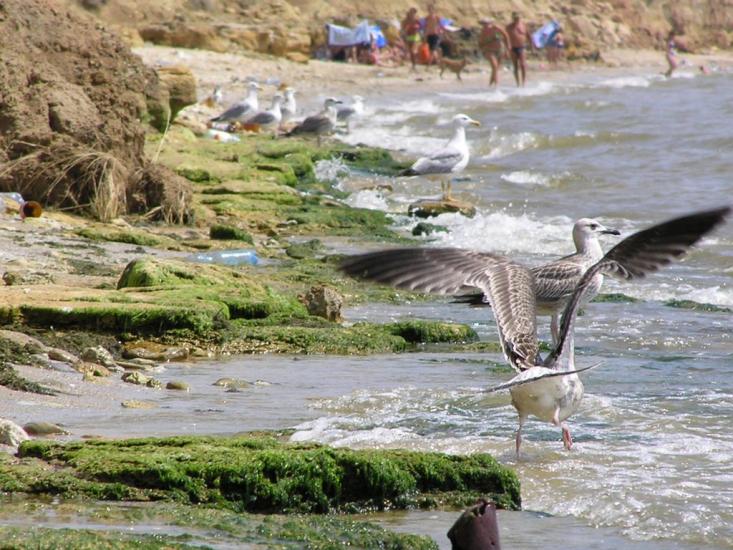 Лугове з panoramio.com - Лугове