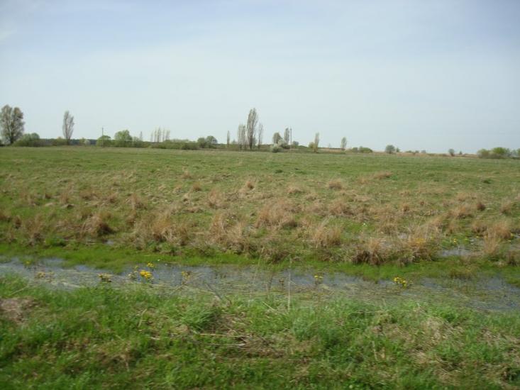 Голоби з panoramio.com - Голоби