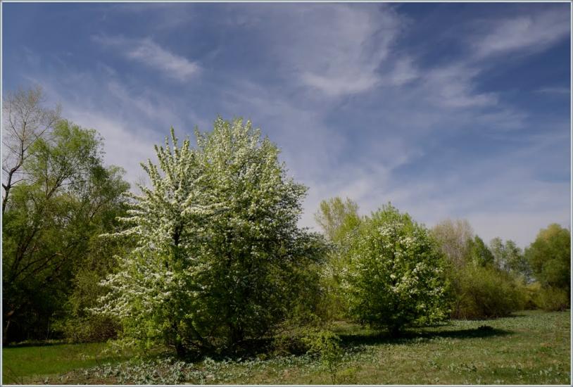 Новосілки з panoramio.com - Новоселки