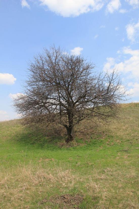 Шкурпели з panoramio.com - Шкурпелы