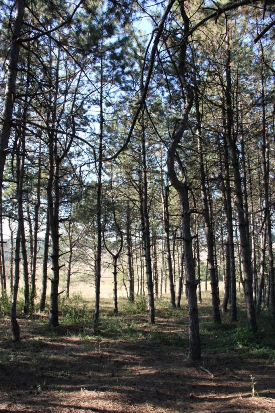 Денисівка з panoramio.com - Денисівка