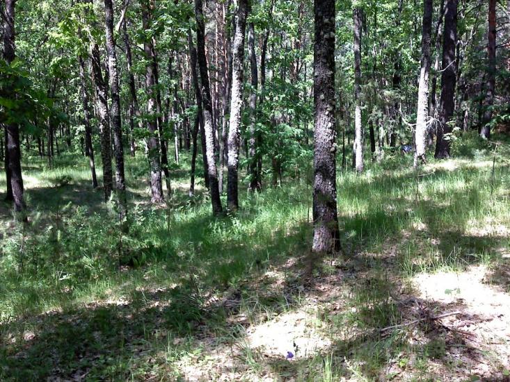 Верба з panoramio.com - Верба