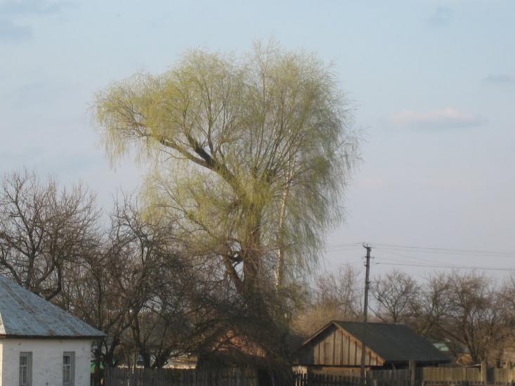 Лебедівка з panoramio.com - Лебедівка