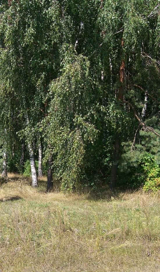 Вівчицьк з panoramio.com - Вовчицк