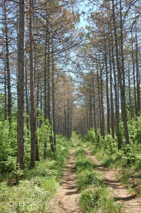Долинне з panoramio.com - Dolynne