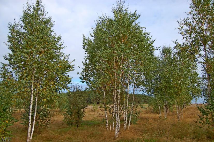 Велика Ведмежка з panoramio.com - Великая Ведмежка