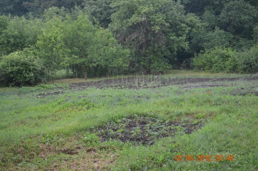 Огірцеве з panoramio.com - Огірцеве