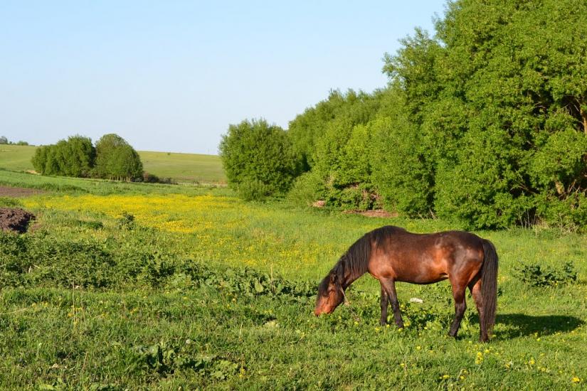 Меленці з panoramio.com - Меленці