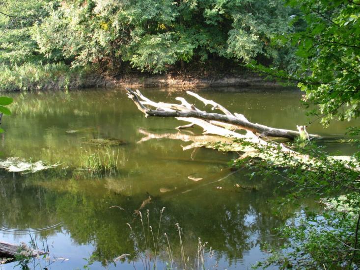Щурівка з panoramio.com - Щуровка