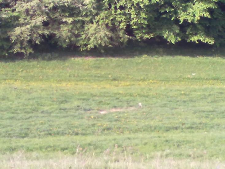 Кізлівка з panoramio.com - Кізлівка