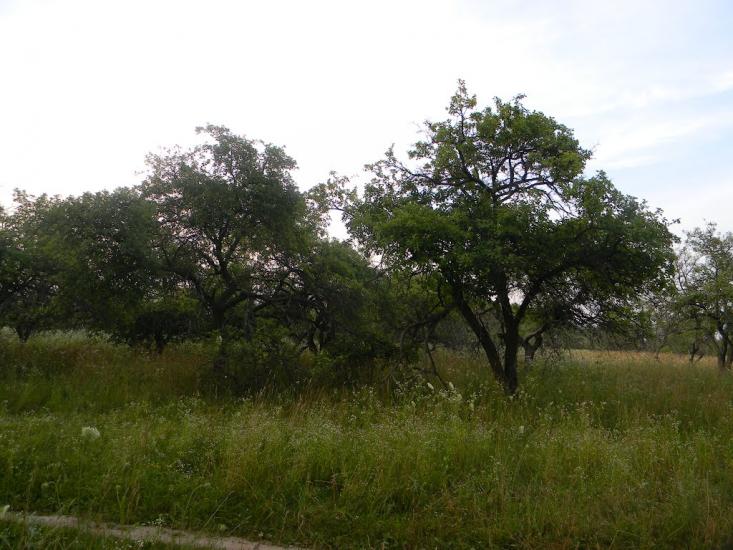 Хрипівка з panoramio.com - Хрипівка
