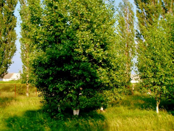 Лисянка з panoramio.com - Lysyanka