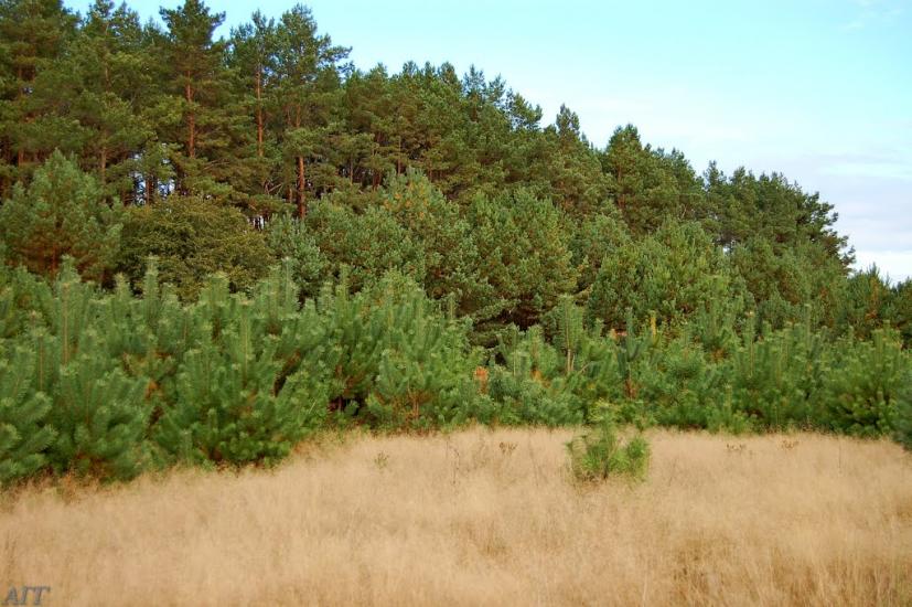 Велика Ведмежка з panoramio.com - Великая Ведмежка