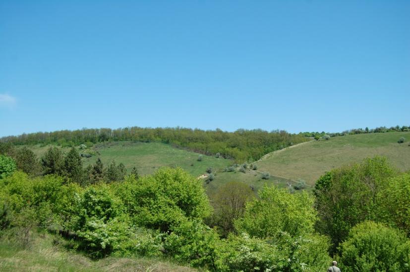 Грушка з panoramio.com - Грушка